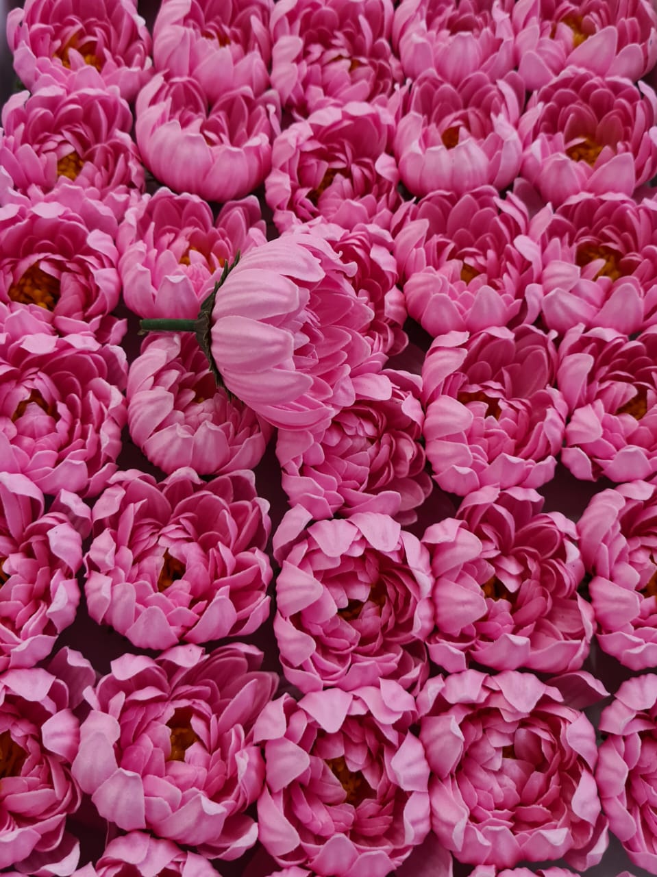  Хризантема Х4. Ярко-розовая