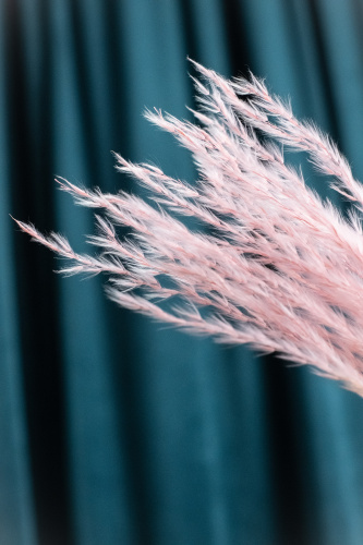 сухоцвет Аурея розовая фото 3