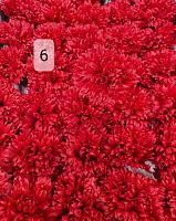 Мыльные цветы Гвоздика. Цвет красный. Номер 6