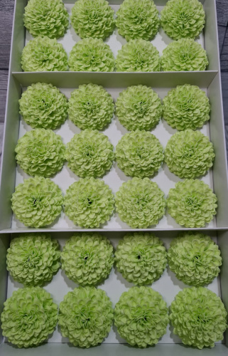  цветы Георгин. Зеленый.  Упаковка 28 шт.