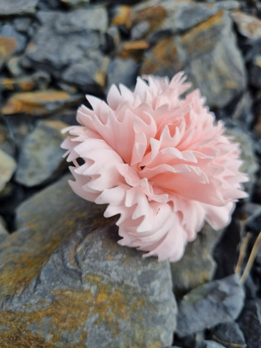 Гвоздика микс. Светло розовый/малиновый/бордовый фото 4