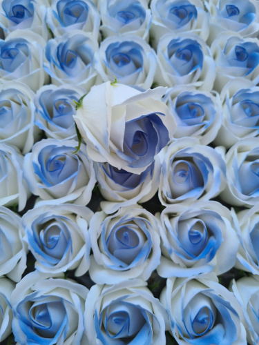 Декоративные розы 3-х слойные. Двухцветные. Белый с голубой обводкой. Уп-50 шт одного цвета