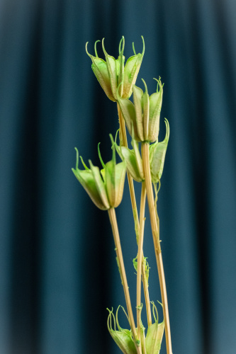 сухоцвет нигелла зеленая 50гр фото 3