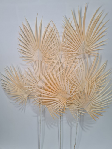 Флористическая трава. Ветки пальмы. Упаковка 3 шт.Высота 88 см. Цвет бежевый.