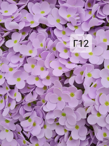    Гортензия средняя. Г12.