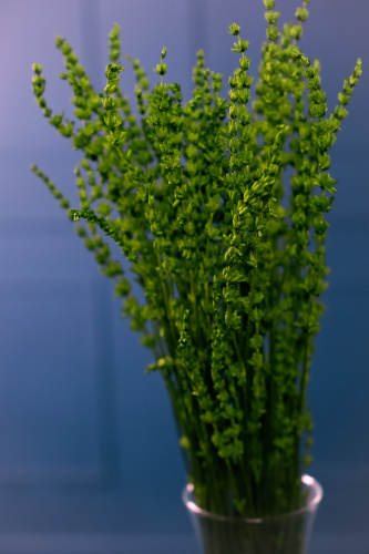Стабилизированный Лавандин. Цвет зеленый. Высота 50-60 см.  фото 3