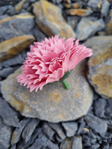 Гвоздика микс. розовый пудра/малиновый/бордовый фото 4 Гвоздика микс. розовый пудра/малиновый/бордовый фото 4