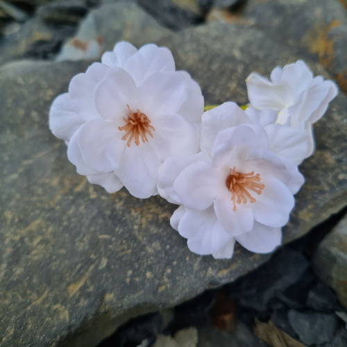 Набор цветов Розовый микс. Розы номер 19/9, сакура белая. Упаковка 50 шт. фото 4 Набор цветов Розовый микс. Розы номер 19/9, сакура белая. Упаковка 50 шт. фото 4