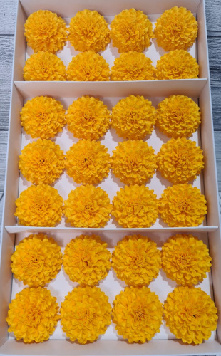 цветы Георгин. Жёлтый.  Упаковка 28 шт.