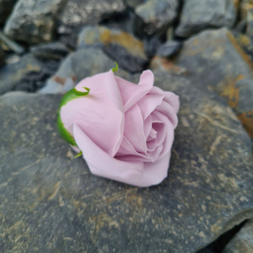 Набор цветов Лавандовый Микс. Роза 3/53, сакура  розовая. Упаковка 50 шт фото 3