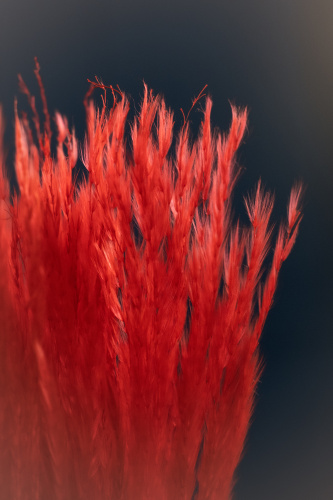 сухоцвет Аурея красная фото 2