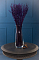  Стабилизированный Лавандин. Цвет фиолетовый. Высота 50-60 см. 
