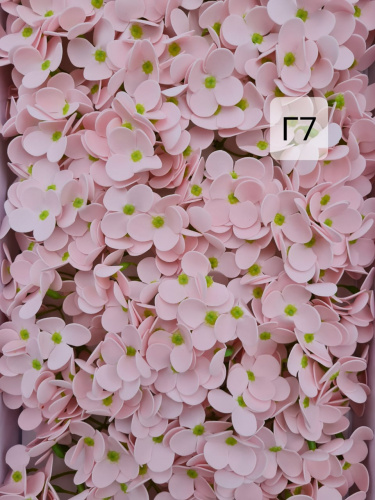  Гортензия средняя . Г7 светло розовая