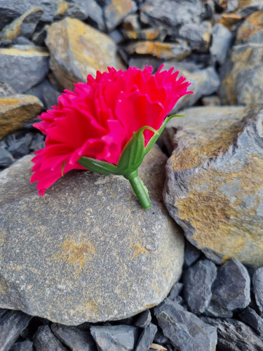 Гвоздика микс. розовый пудра/малиновый/бордовый фото 3 Гвоздика микс. розовый пудра/малиновый/бордовый фото 3