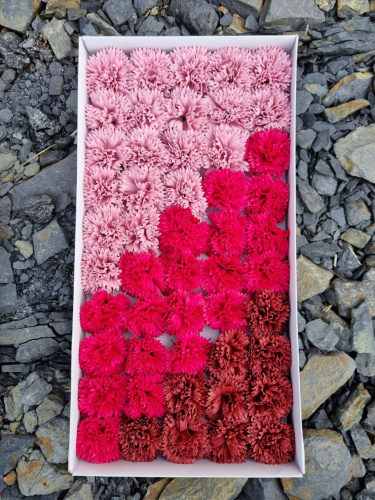 Гвоздика микс. розовый пудра/малиновый/бордовый Гвоздика микс. розовый пудра/малиновый/бордовый