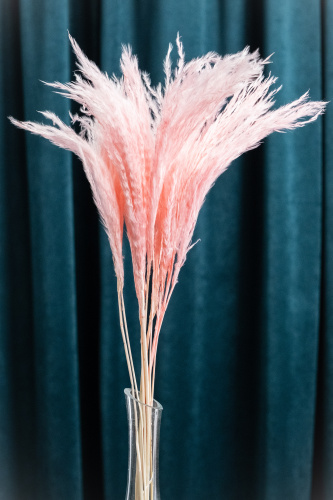 сухоцвет Аурея розовая фото 2