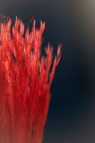 сухоцвет Аурея красная фото 3